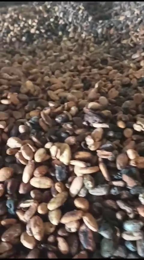 cocoa